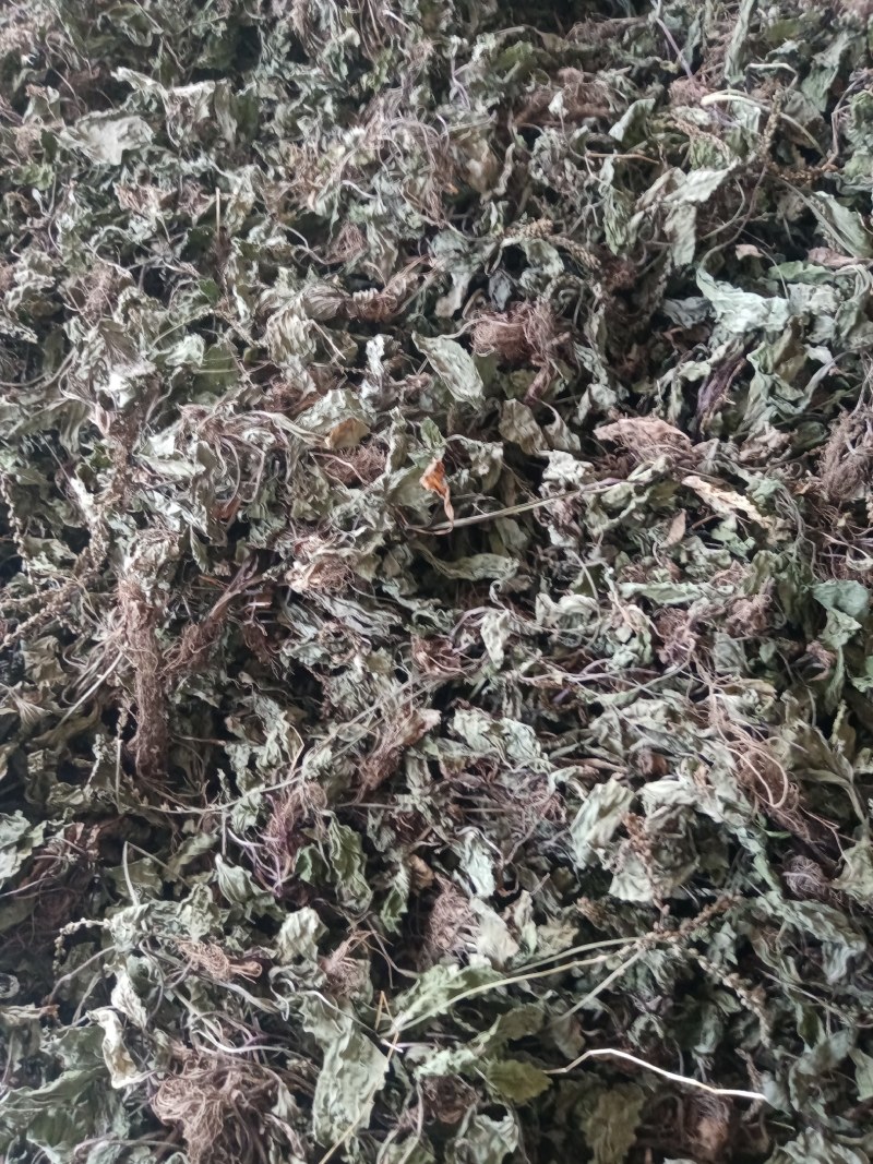 车前草产地甘肃陇南野生货一手货源欢迎来电咨询