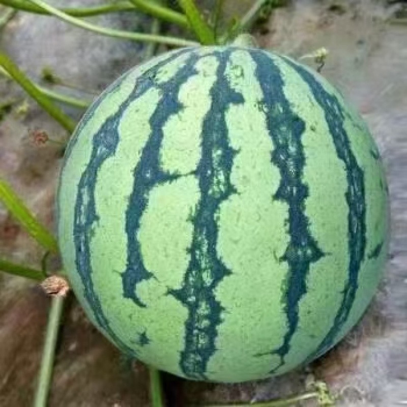 湖北西瓜，个大皮薄，瓤红味甜，支持视频看货及代收代发