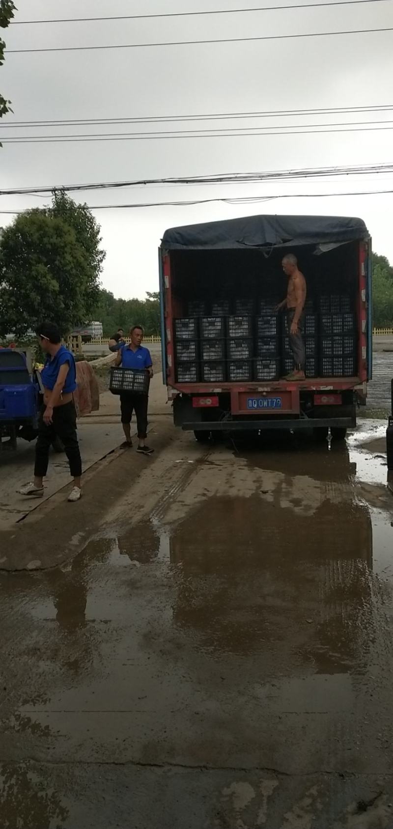湖北白甜瓜，供应团购+一件代发
