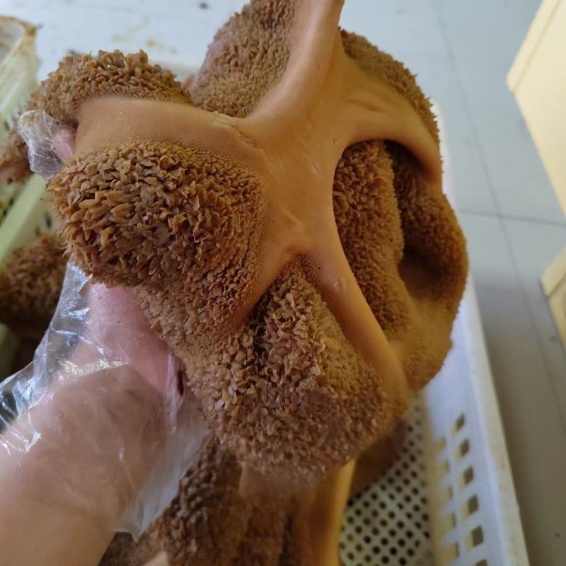 冲销量产品清真全熟全料五香酱牛肚加热食用加热直接食