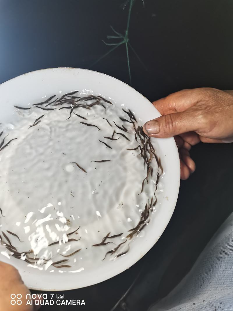 刺鳅鱼苗刀鳅苗中华沙鳅批发基地好养活有价值包回收