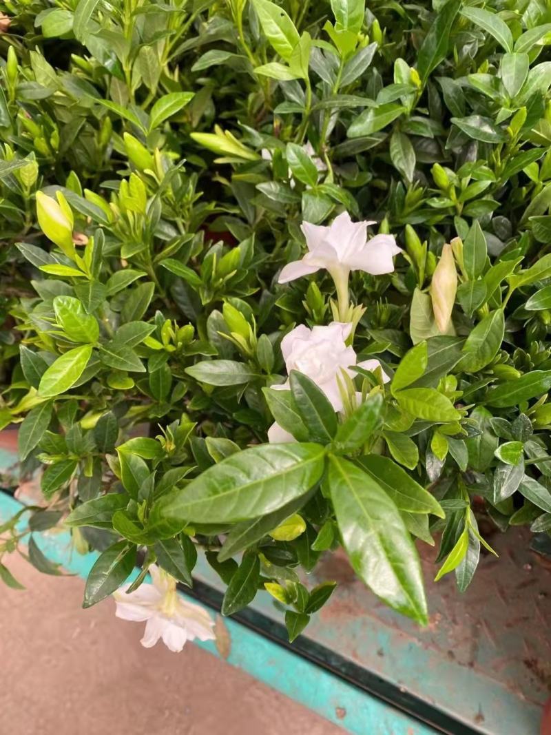 青州市栀子花