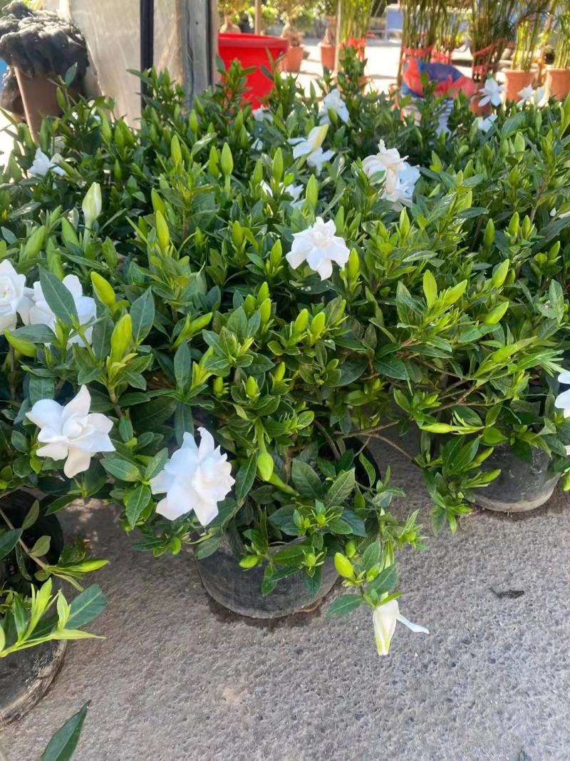 青州市栀子花