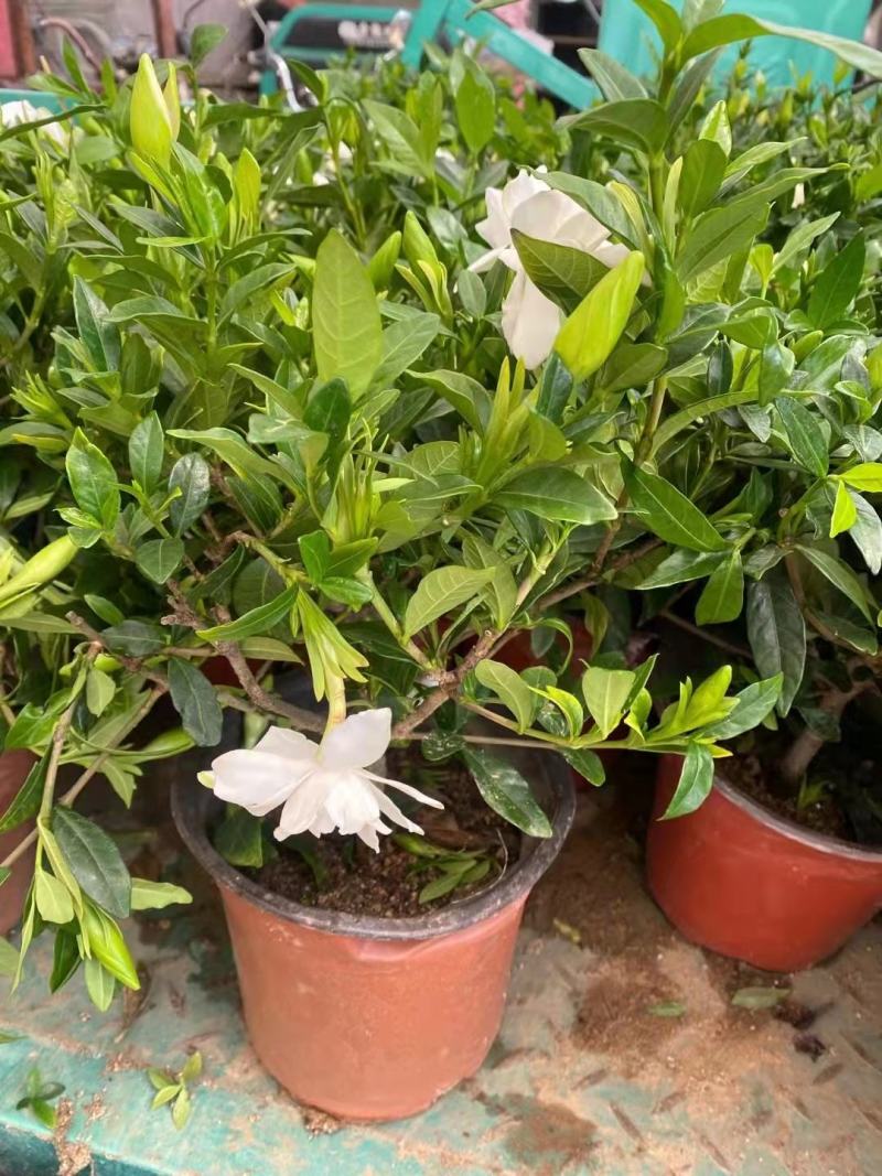 青州市栀子花