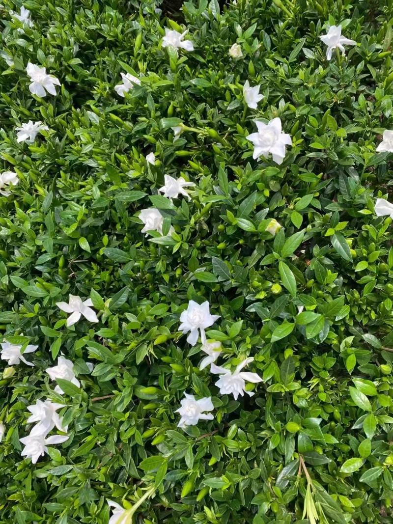 青州市栀子花