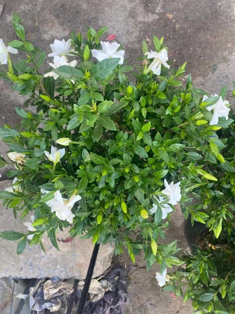 青州市栀子花