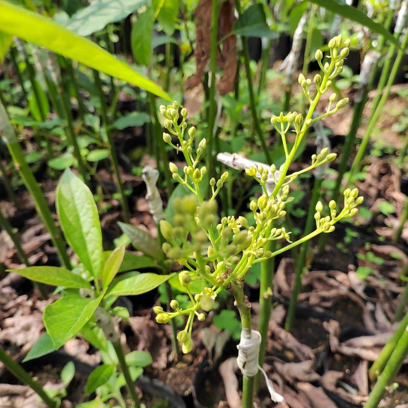 【现货供应】牛油果嫁接苗，产地直发，质量保证，量大价优