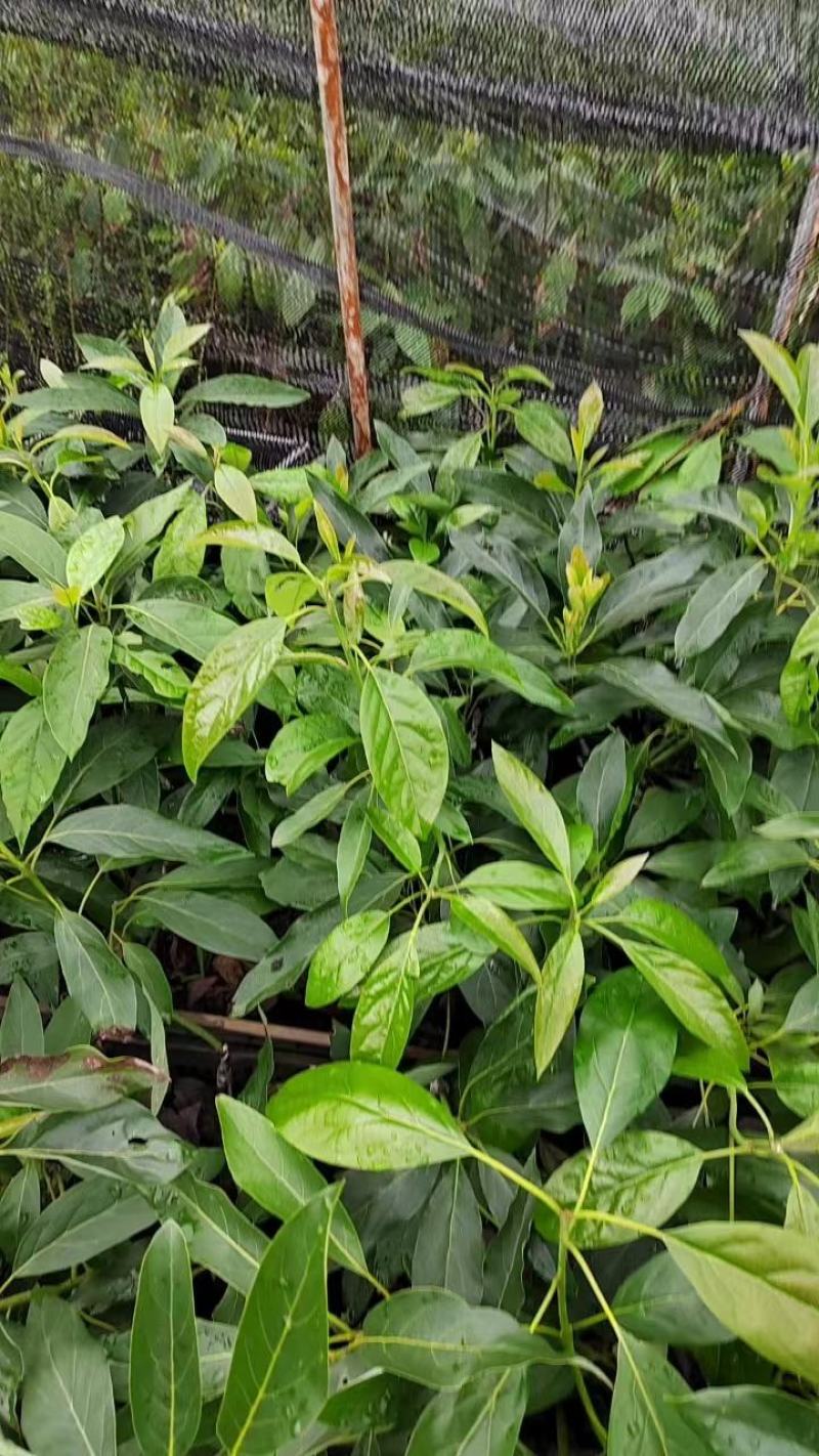 【现货供应】牛油果嫁接苗，产地直发，质量保证，量大价优