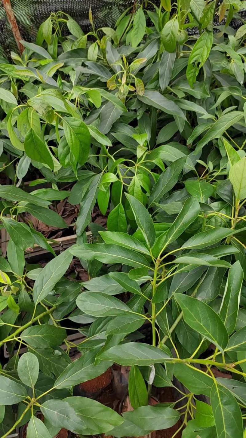 【现货供应】牛油果嫁接苗，产地直发，质量保证，量大价优