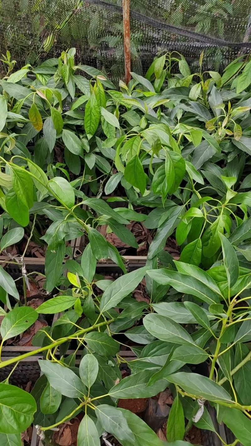 【现货供应】牛油果嫁接苗，产地直发，质量保证，量大价优