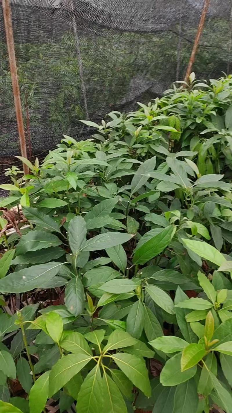 【现货供应】牛油果嫁接苗，产地直发，质量保证，量大价优