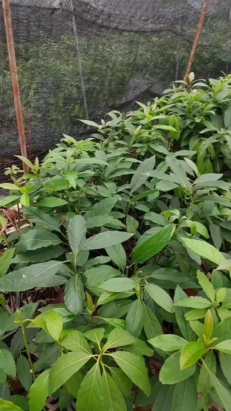 【现货供应】牛油果嫁接苗，产地直发，质量保证，量大价优