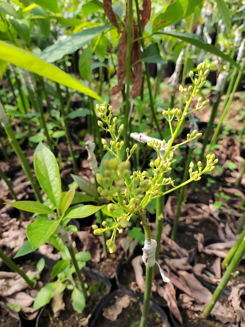 【现货供应】牛油果嫁接苗，产地直发，质量保证，量大价优