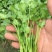 原装浓香大叶香菜种子四季种植蔬菜种子菜籽秋冬阳台小院花盆