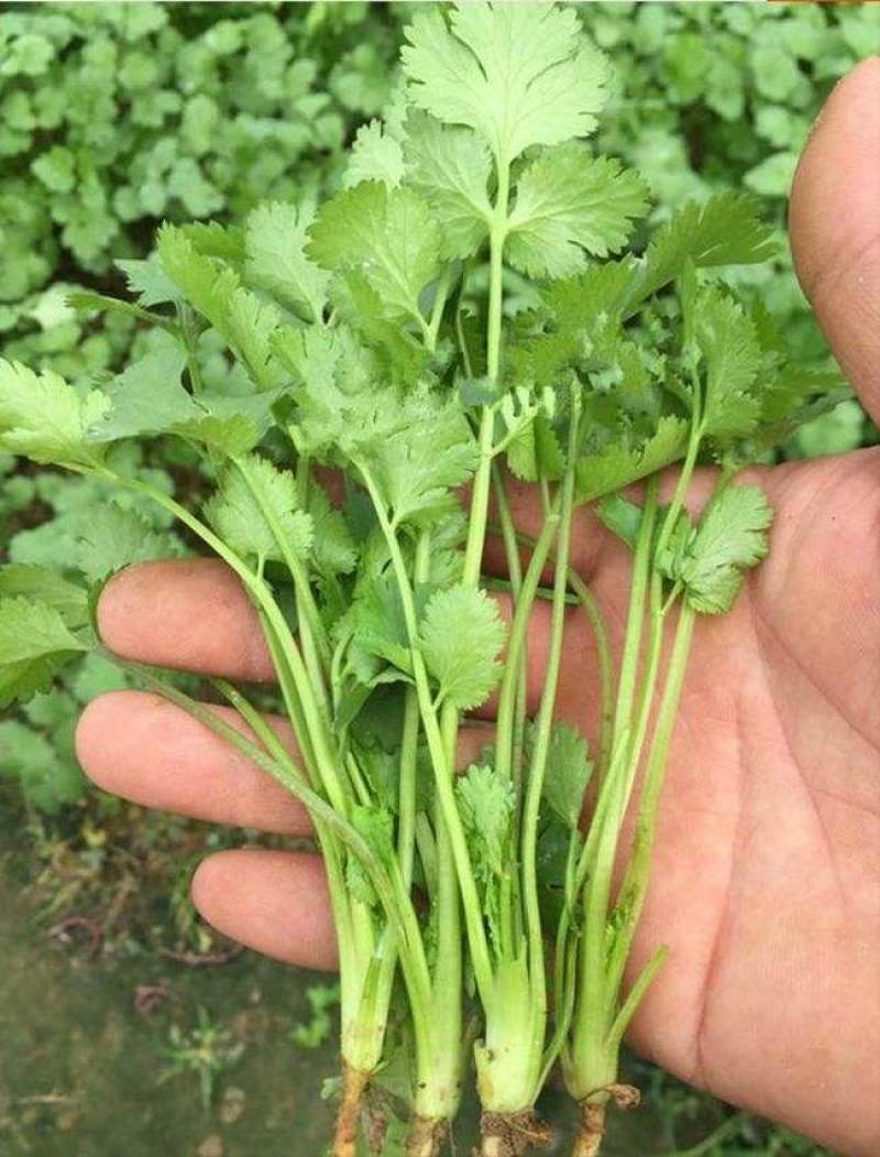 原装浓香大叶香菜种子四季种植蔬菜种子菜籽秋冬阳台小院花盆