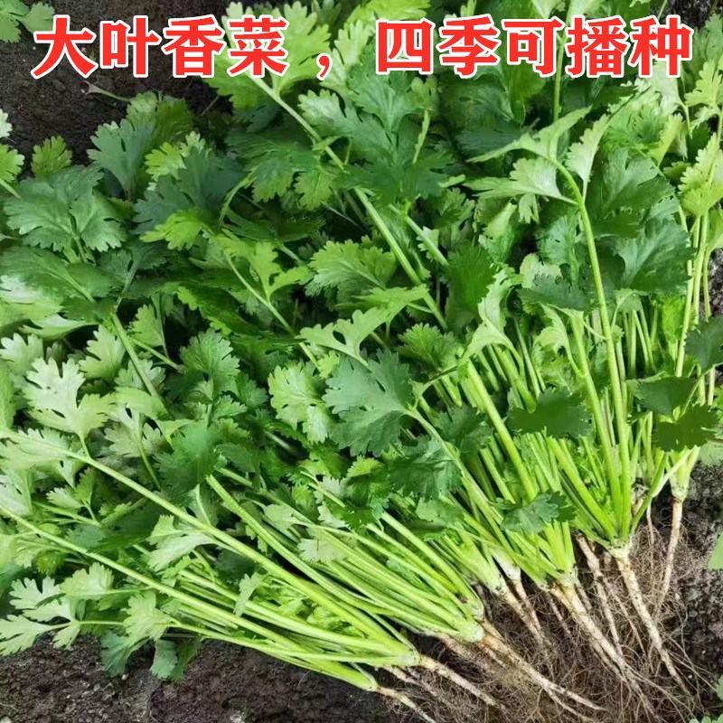 原装浓香大叶香菜种子四季种植蔬菜种子菜籽秋冬阳台小院花盆