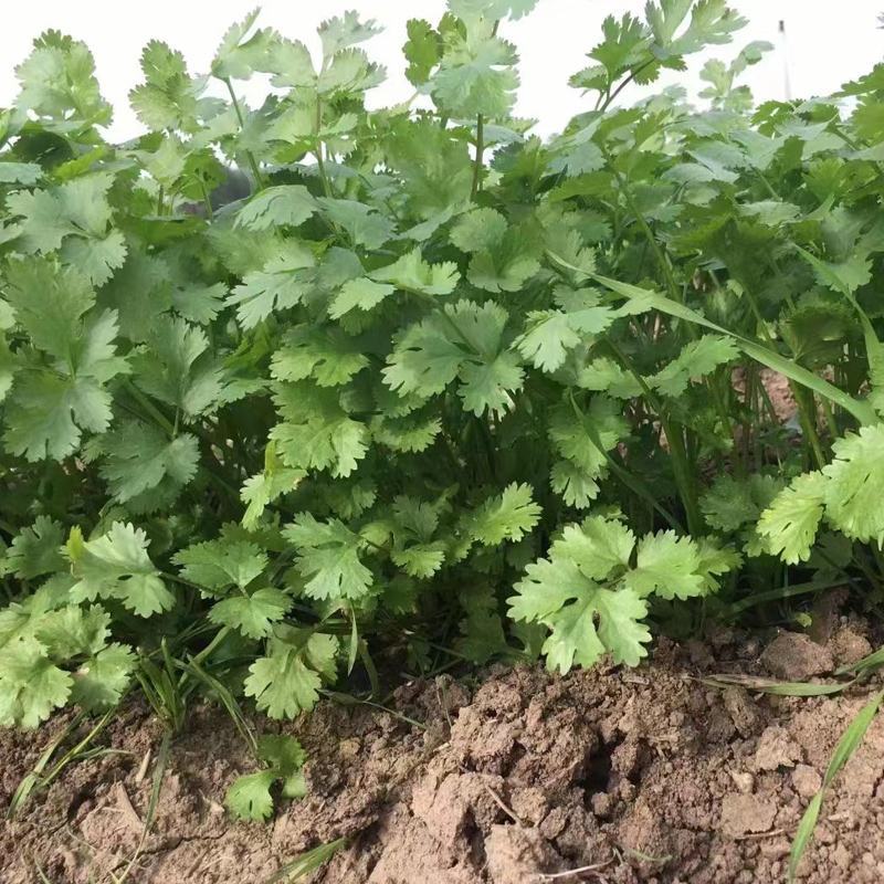 原装浓香大叶香菜种子四季种植蔬菜种子菜籽秋冬阳台小院花盆