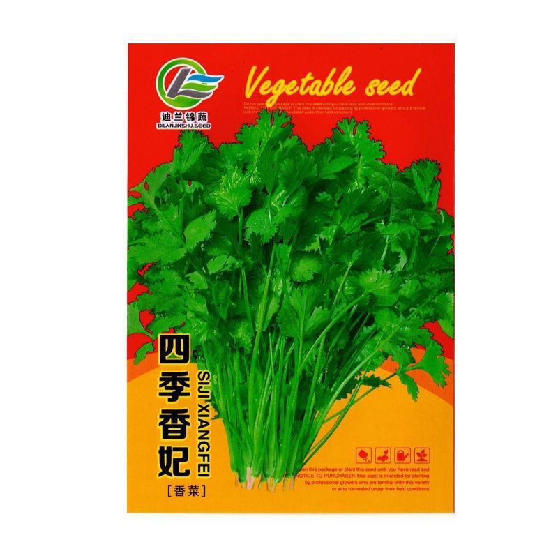 原装浓香大叶香菜种子四季种植蔬菜种子菜籽秋冬阳台小院花盆