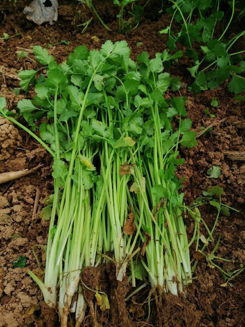 原装浓香大叶香菜种子四季种植蔬菜种子菜籽秋冬阳台小院花盆