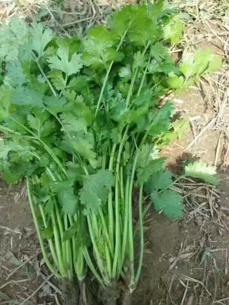 原装浓香大叶香菜种子四季种植蔬菜种子菜籽秋冬阳台小院花盆