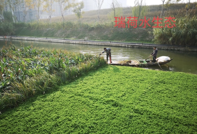 人工浮岛生态浮岛浮床组装种植打造水域景观