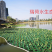 人工浮岛生态浮岛浮床组装种植打造水域景观