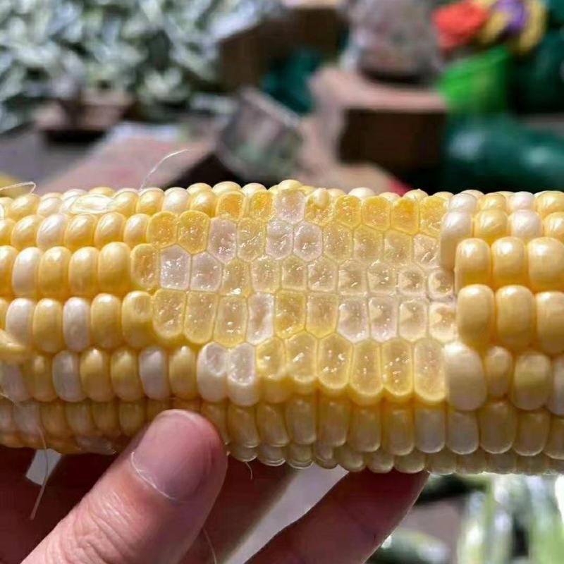 水果玉米糯玉米，黄心白心原产地一手货源香甜软糯！