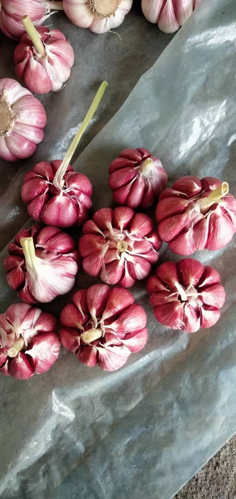 蒜乡红大蒜种子，祘迪基地原种，免费技术指导包回收