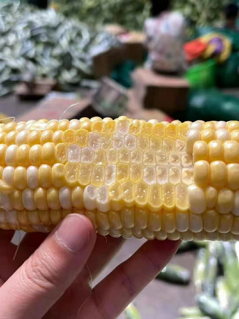 水果玉米糯玉米，黄心白心原产地一手货源香甜软糯！