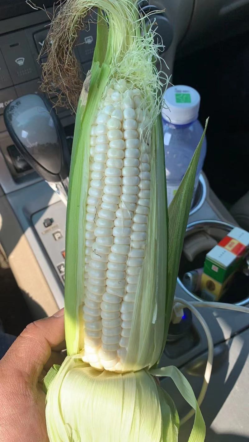 水果玉米糯玉米，黄心白心原产地一手货源香甜软糯！