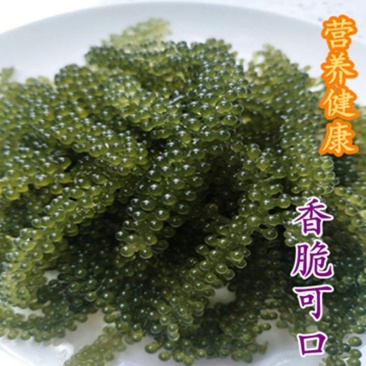 新鲜海葡萄长寿菜海藻菜海菜100g