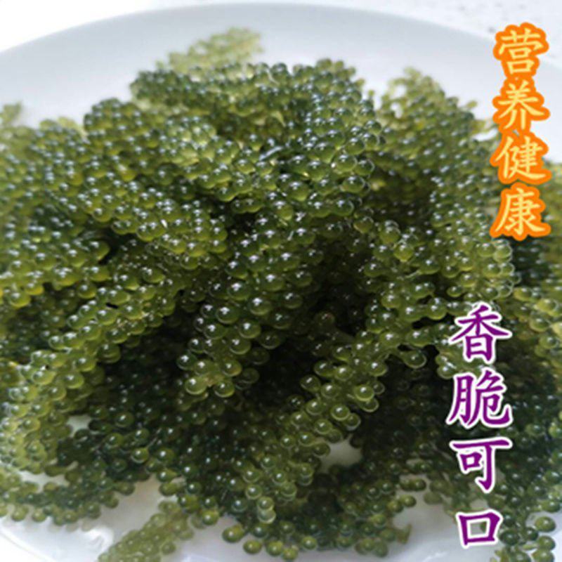 新鲜海葡萄长寿菜海藻菜海菜100g