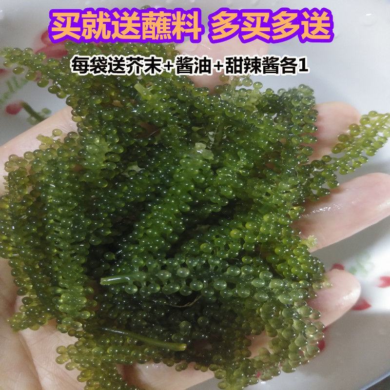 新鲜海葡萄长寿菜海藻菜海菜100g