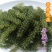 新鲜海葡萄长寿菜海藻菜海菜100g