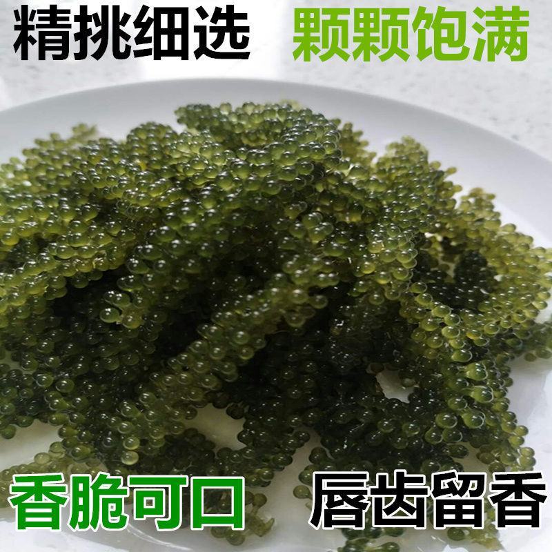 新鲜海葡萄长寿菜海藻菜海菜100g
