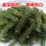 新鲜海葡萄长寿菜海藻菜海菜寿司绿色鱼子酱100g