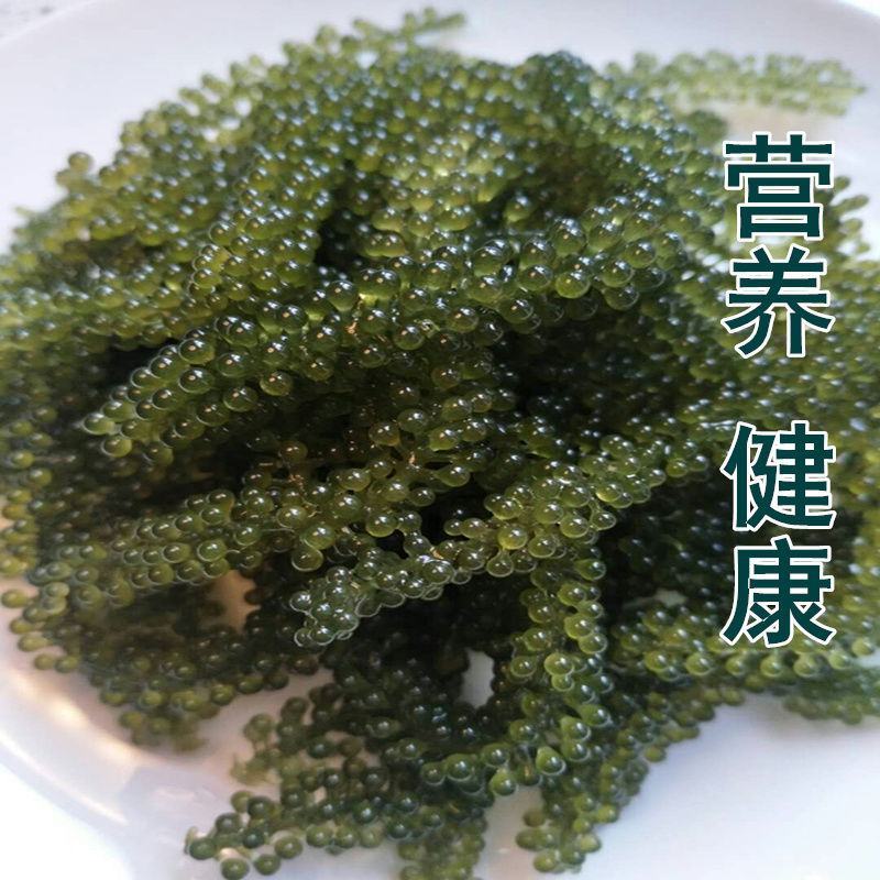 新鲜海葡萄长寿菜海藻菜海菜100g
