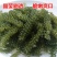 新鲜海葡萄长寿菜海藻菜海菜100g