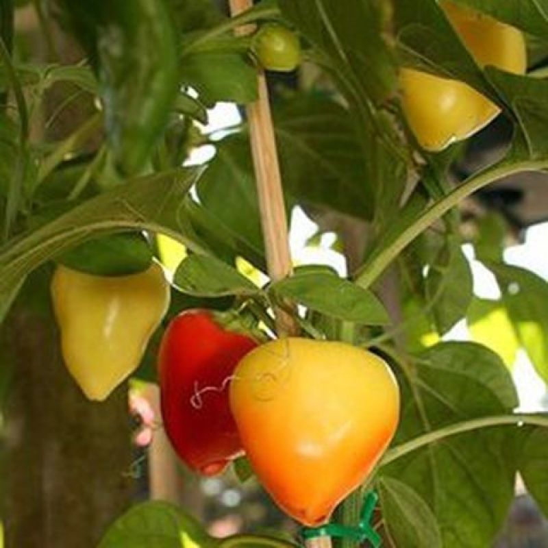 蟠桃观赏椒种子迷你小彩辣椒籽座果多可食用阳台花卉盆栽蔬菜