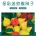 蟠桃观赏椒种子迷你小彩辣椒籽座果多可食用阳台花卉盆栽蔬菜