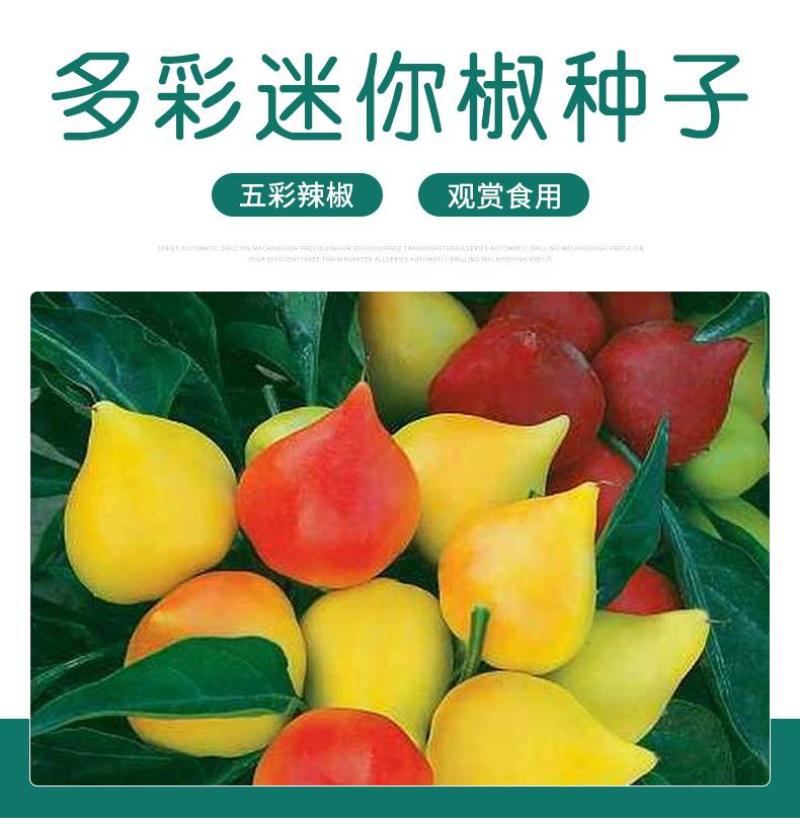 蟠桃观赏椒种子迷你小彩辣椒籽座果多可食用阳台花卉盆栽蔬菜