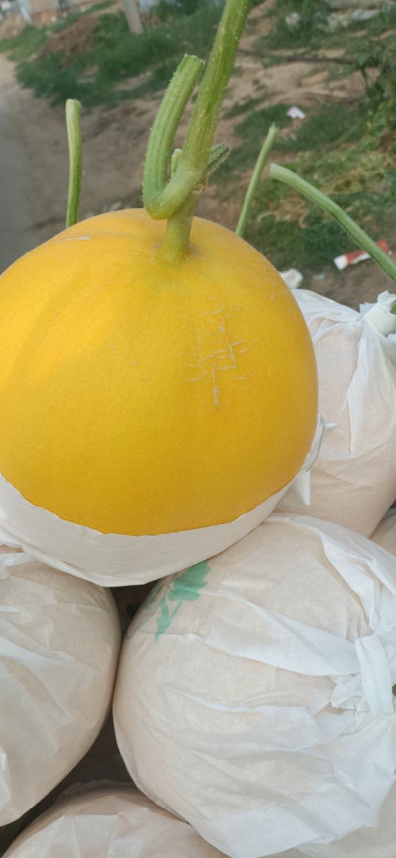 廊坊久红瑞大量上市！量大从优！原产地直发！