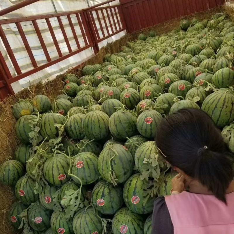 开封精品美都西瓜大量上市，货源充足有需要的老板联系我