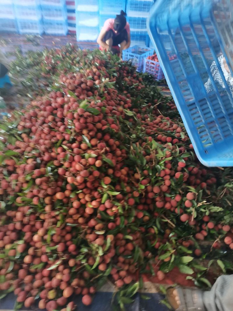 广东廉江良垌鸡嘴荔枝今年丰收大年