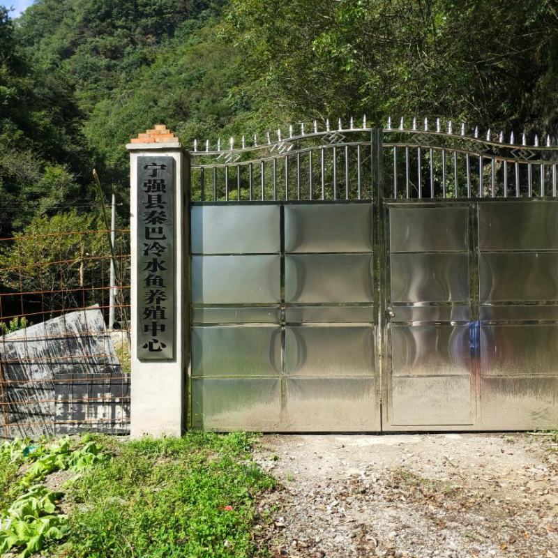 养殖基地长年供应西杂鲟鱼，南水北调工程源头山泉水养殖