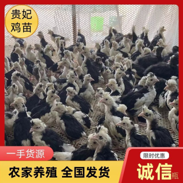 贵妃鸡苗贵妃鸡贵妃鸡苗批发肉质鲜美长势快易饲养