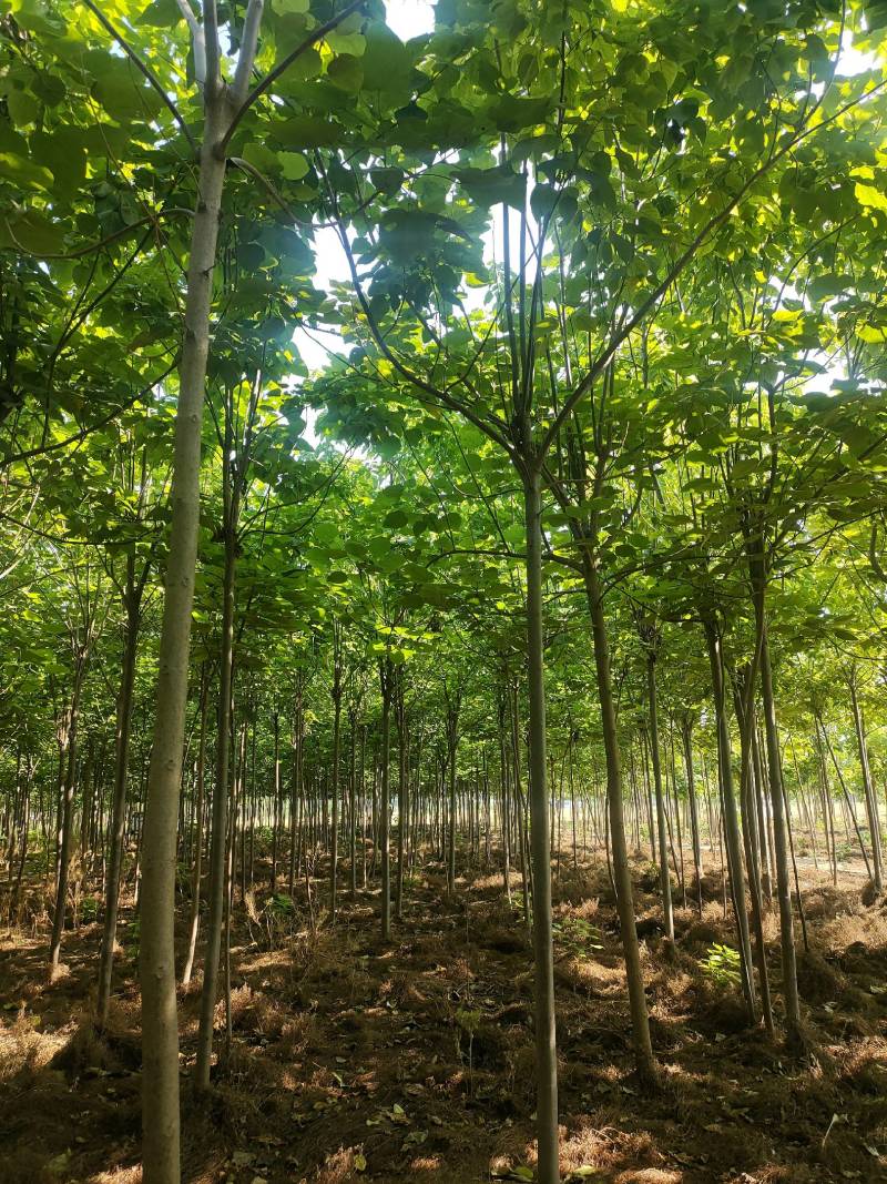楸树发冒两年5-10公分量大！8公分楸树，6公分楸树