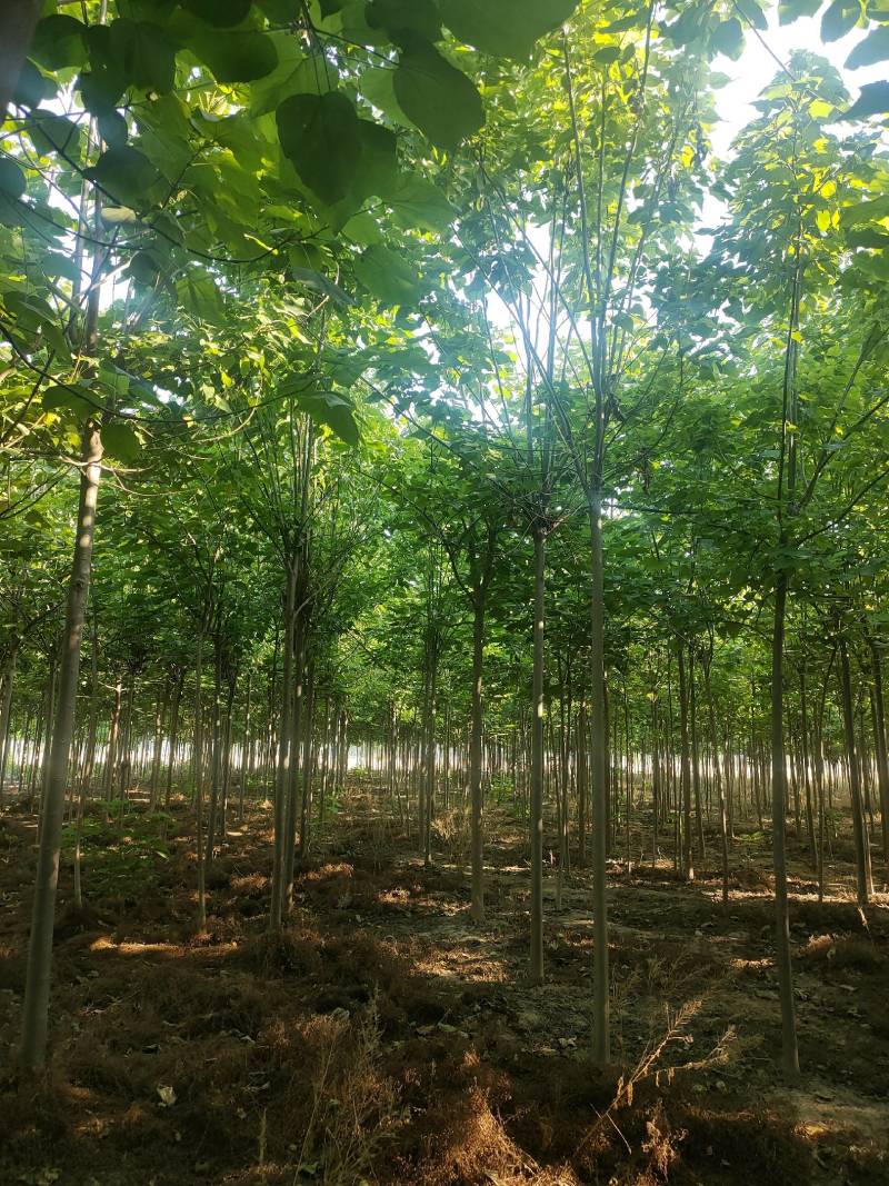 楸树发冒两年5-10公分量大！8公分楸树，6公分楸树