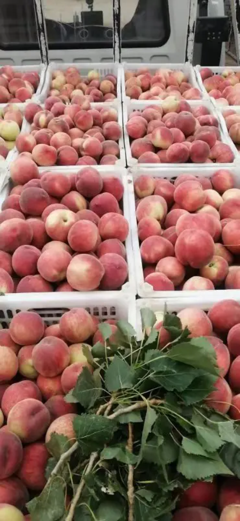 河北优质桃红桃现摘现发品种齐全发往东北南方量大价优
