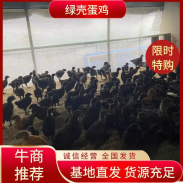 绿壳蛋鸡苗五黑鸡绿壳蛋鸡鸡苗肉质鲜美长势快